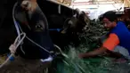 Jelang Hari Raya Idul Adha, harga sapi terus melonjak naik di Jombang, Jawa Timur. Kenaikan menginjak sepuluh persen dari harga biasanya.