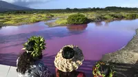 Pengunjung sedang melihat fenomena aneh yakni kolam di Hawaii yang berubah warna menjadi merah muda. (Matthew Thayer/The Maui News via AP)