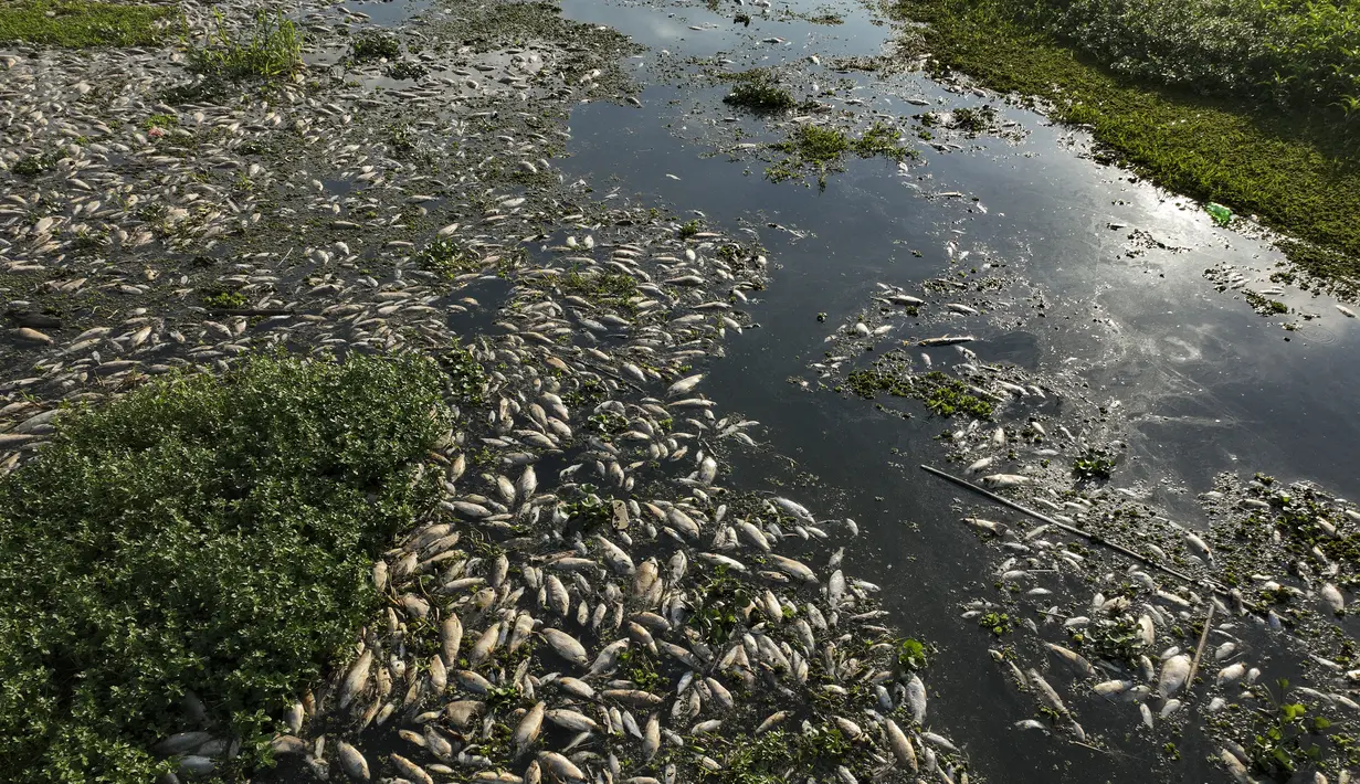 Badan lingkungan hidup negara bagian tersebut menduga bahwa penyebab kematian ikan-ikan tersebut adalah pembuangan limbah industri yang tidak teratur ke sungai. (AP Photo/Andre Penner)