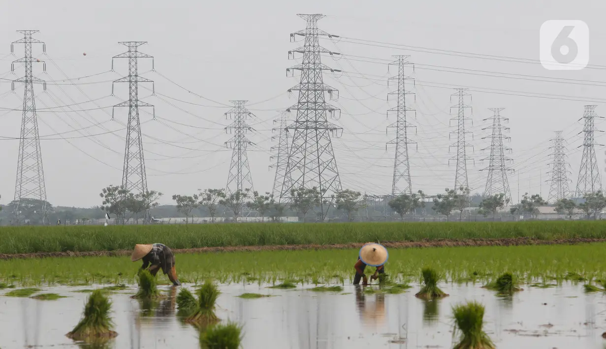 Petani tengah menggarap sawah di Kabupaten Tangerang, Senin (9/8/2021). Mentan Syahrul Yasin Limpo mengatakan sektor pertanian tahan terhadap dampak pandemi COVID-19 yang menyebabkan pertumbuhan ekonomi di sektor lain negatif, sementara di pertanian selalu positif. (Liputan6.com/Angga Yuniar)