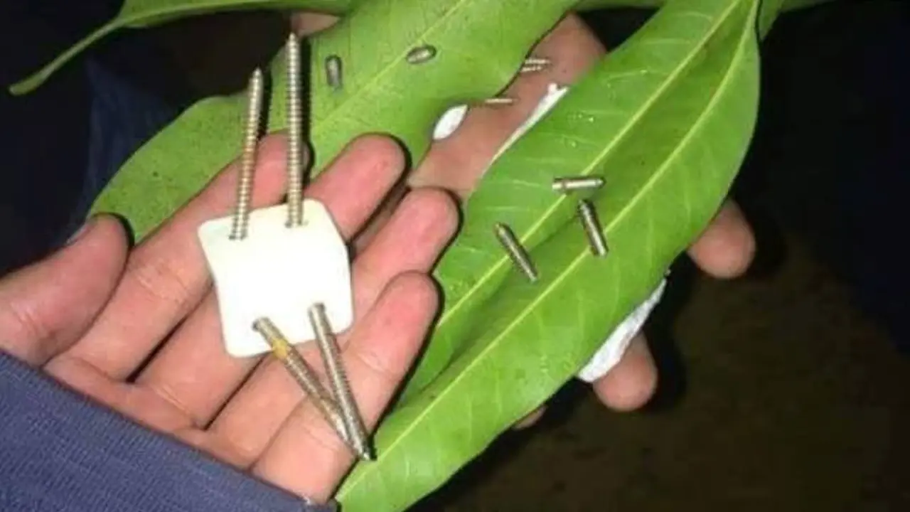 Ranjau Paku