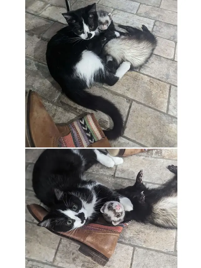 6 Potret Akur Hewan Peliharaan Beda Jenis, Damai Penuh Kasih Sayang