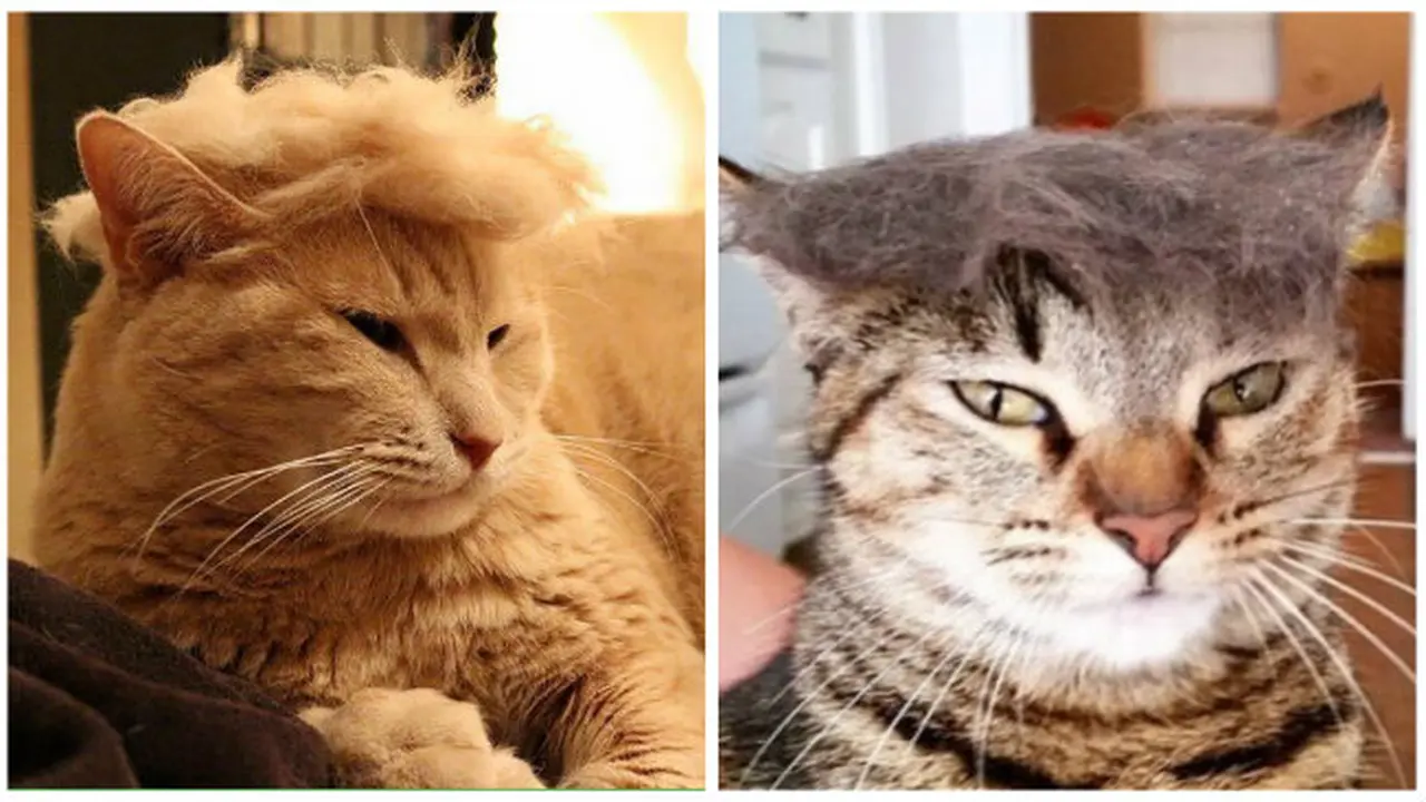 Trump your cat (1)