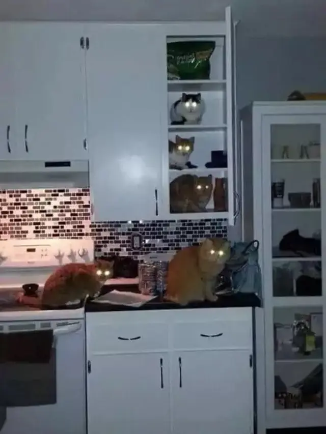 10 Potret Lucu Kucing Lagi Kumpul, Bak Bocah Nongkrong Bareng