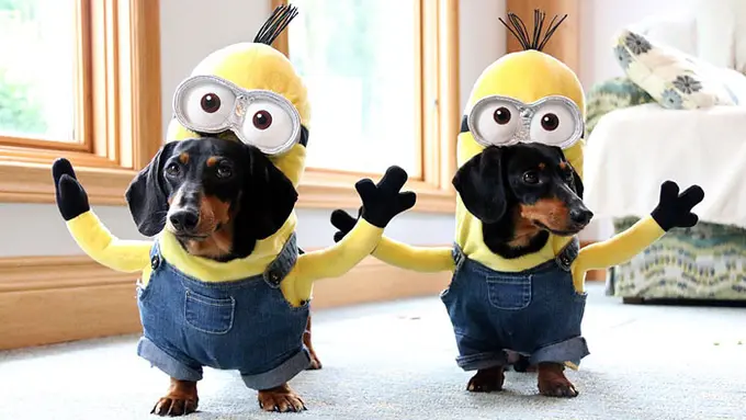 Begini Jadinya Kalau Minions Dijadikan Kostum Untuk Anjing