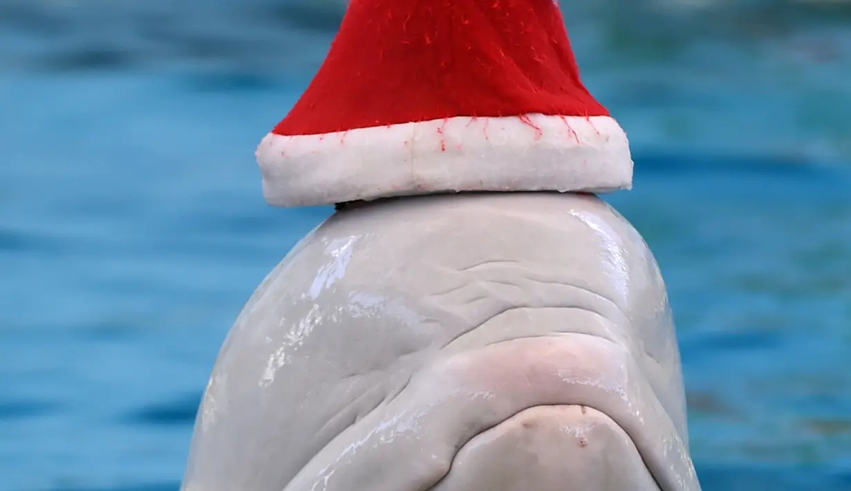 Seekor Paus Beluga mengenakan topi Natal saat aksi menyambut Natal di Hakkeijima Sea Paradise di Yokohama, Jepang (12/12/2015). Kegiatan Natal di Hakkeijima Sea Paradise akan berjalan sampai tanggal 25 Desember (AFP PHOTO / Toshifumi Kitamura)