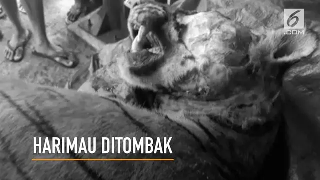 Harimau Sumatera kembali terbunuh di sekitar kawasan hutan Mandailing Natal, Sumatera Utara, dengan kondisi mengenaskan.