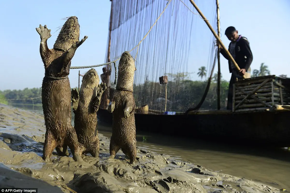 Uniknya Berang-Berang Bantu Nelayan Bangladesh Memancing