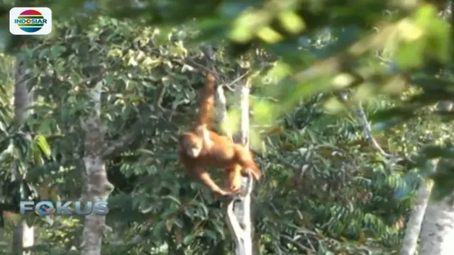 Saat ini masih terdapat 650 orangutan yang bersekolah hutan dan rehabilitasi di Yayasan Borneo Orangutan Survival di Nyaru Menteng.