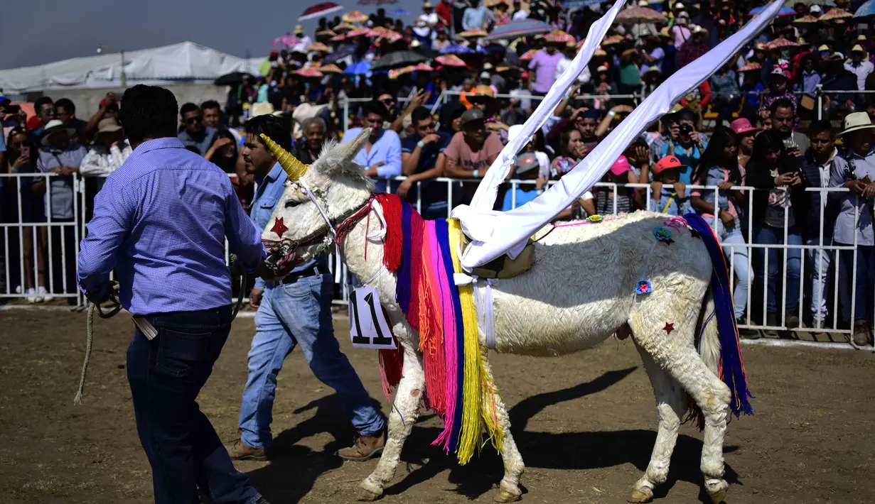 Seekor keledai dihias menyerupai unicorn saat mengikuti National Donkey Fair di Otumba, Meksiko (1/5). Acara tahunan ini diikuti sekitar 7.000 orang. (AFP Photo/Pedro Pardo)