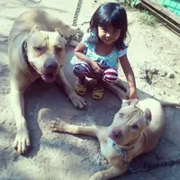 Foto-foto ini jadi bukti kalau anjing Pitbull juga bisa bersahabat dengan manusia. (Foto: Pitbull Lovers Indonesia)