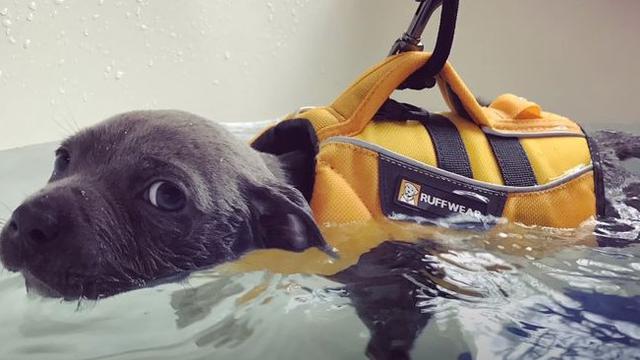 Hugo, anak anjing yang memiliki swimmer puppy syndrome.