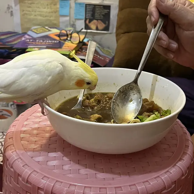 6 Potret Burung Ikut Makan Ini Bikin Tepuk Jidat,