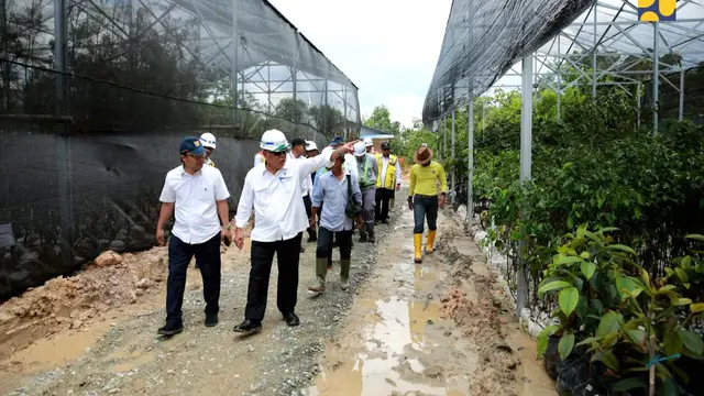 Pada pembangunan jalan tol IKN segmen 3B, dibangun pula 12 tenda nursery seluas 2,3 Ha dengan total saat ini sekitar 52.000 pohon. Itu akan terus bertambah hingga ratusan ribu pohon yang akan ditanam di koridor jalan tol. (Dok Kementerian PUPR)