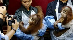 Petugas  menggendong bayi Orangutan yang diselamatkan dari perdagangan satwa liar ilegal di  kantor perlindungan satwa liar, Kuala Lumpur , Malayasia, Senin (19/10/2015).  Orangutan ini akan dikembalikan ke Medan pada hari Selasa. (REUTERS/Olivia Harris)