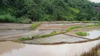 Sawah milik warga yang tertimbun pasir akibat banjir dan tanah longsor yang menimpa Kelurahan Lakahang, Mamasa (Foto: Liputan6.com/Istimewa)