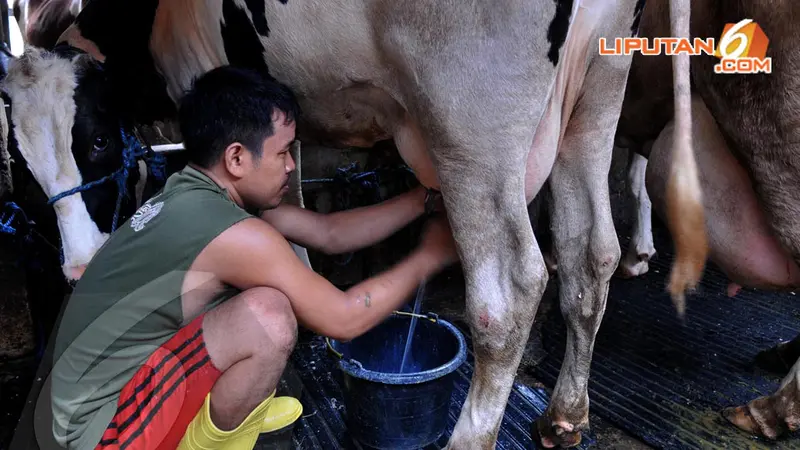 [FOTO] Siap-siap Pasokan Susu Murni Berkurang