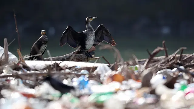 Tumpukan Sampah Penuhi Sungai Lim di Serbia