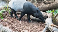 Ilustrasi hewan tapir. (Photo by Jeffrey Hamilton on Unsplash)