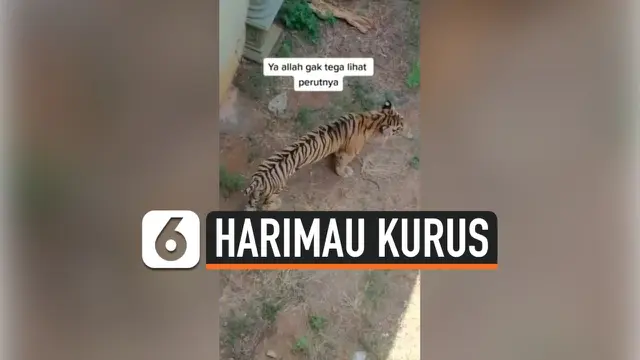 VIDEO: Harimau Kurus Kering di Kebun Binatang Lamongan