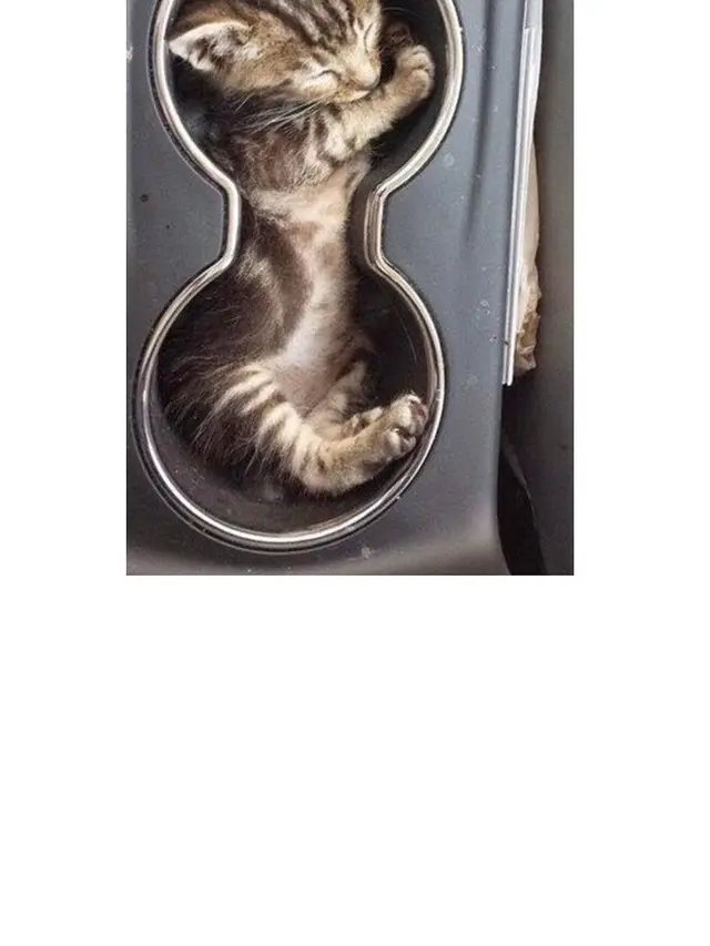 8 Foto Ini Buktikan Kucing adalah 'Benda Cair', Bikin Geleng Kepala
