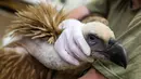 Seekor burung bangkai saat menerima perawat oleh petugas di sebuah klinik hewan, Tel Aviv, Israel, (29/1). Seekor burung ditangkap di Lebanon  karena diduga mata-mata Israel  dilepaskan  setelah penjaga perdamaian dari PBB turun tangan. (JACK GUEZ / AFP)