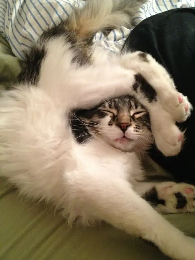 10 Tingkah Kucing Dengan Tubuh Lentur Bak Master Yoga