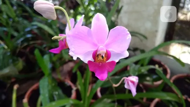 bunga anggrek