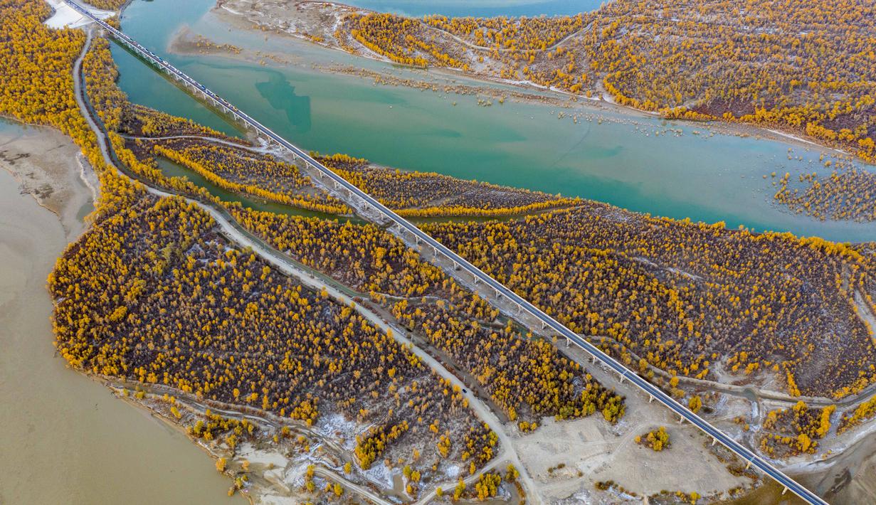 FOTO: Pemandangan Musim Gugur Hutan Poplar Gurun - Global ...