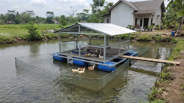 Ide Tata Letak Kolam Lele dan Kandang Bebek