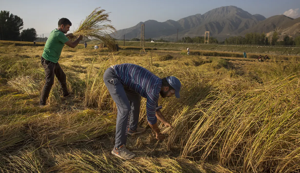 Sejumlah petani memanen padi di sebuah sawah di Desa Awantipora, Distrik Pulwama dekat Kota Srinagar, Kashmir yang dikuasai India (23/9/2020). (Xinhua/Javed Dar)