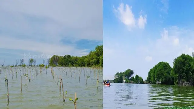 [Bintang] Hutan Mengrov