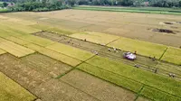 Cerita Pompa Canggih Bikin Petani Panen Padi Berkali-kali