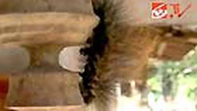 Serangan Ulat Bulu Raksasa Terus Menyebar