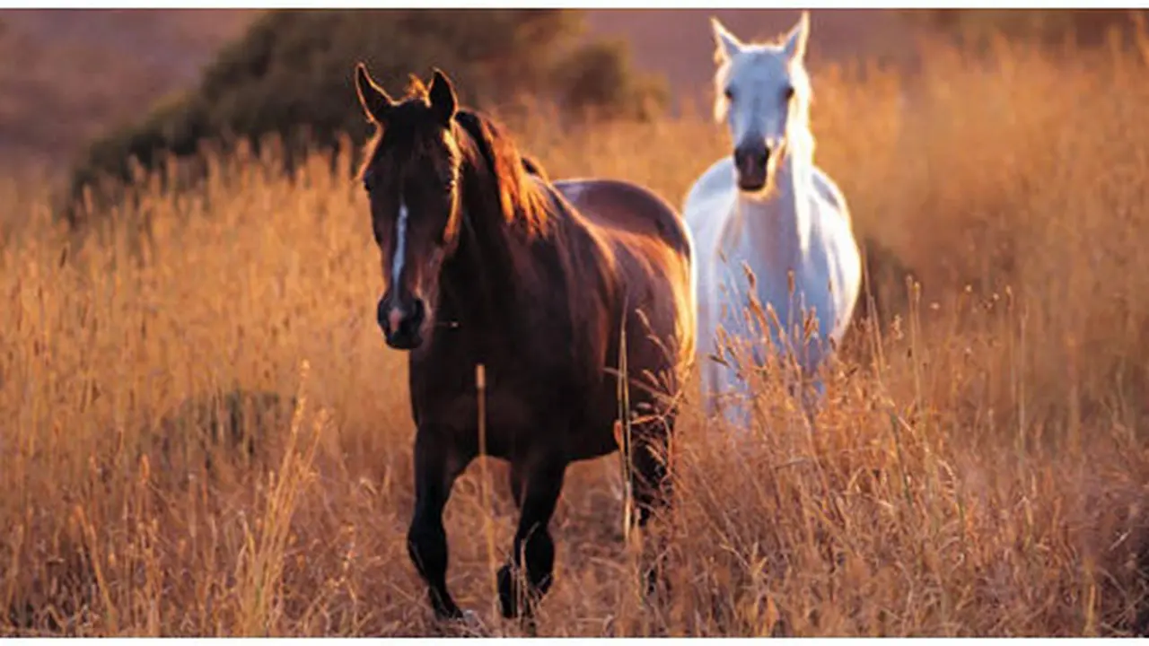 (c) horsesmaine.com