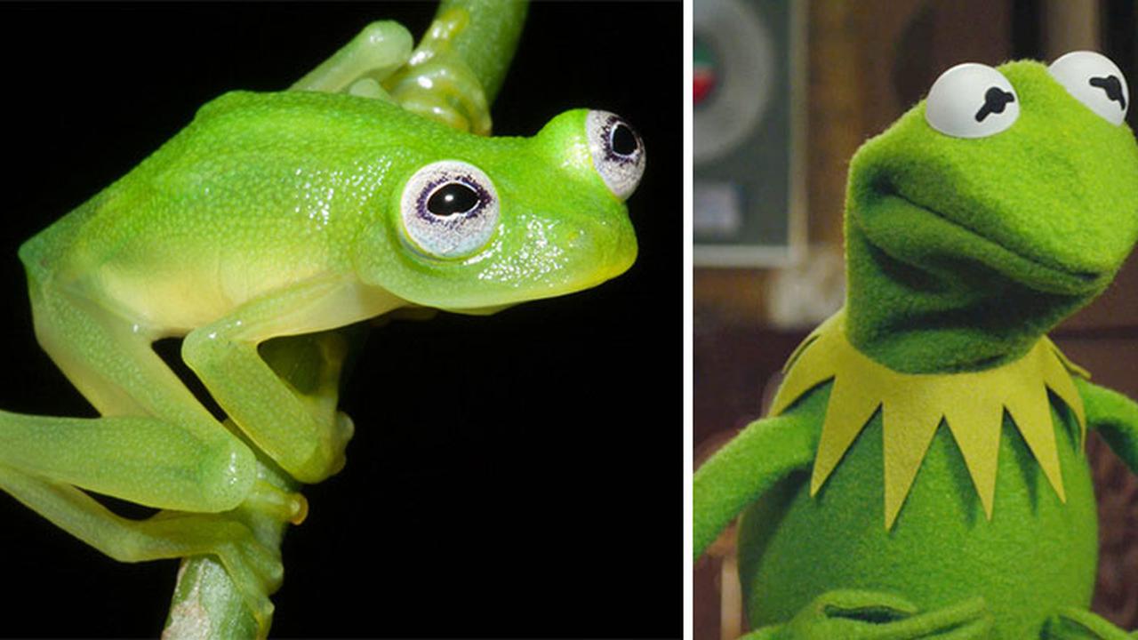 Wow, Ada Katak Mirip Tokoh Kermit 