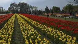 Terletak di antara Danau Dal dan perbukitan Zabarwan di Srinagar, taman ini memiliki lebih dari 1,5 juta (15 lakh) tulip  dengan berbagai warna dan corak. (Photo by TAUSEEF MUSTAFA / AFP)