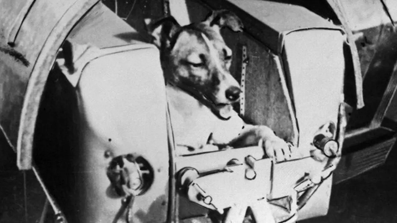 9 Fakta Tragis Laika, Anjing Pertama yang Mengelilingi Orbit Bumi