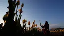 Seorang wanita memetik bunga tulip di ladang tulip "Tulipani Italiani", yang ditanam oleh pasangan Belanda di Arese, Milan, Italia (15/4/2021). Lahan berisikan bunga tulip ini merupakan tempat penanaman pertama di Italia. Taman bunga tulip ini dibuka pada tanggal 28 Maret. (AP/Antonio Calanni)