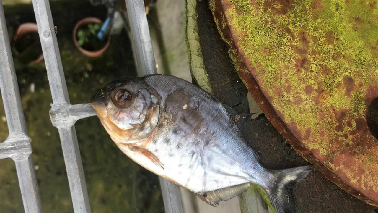 Menurut petugas kebersihan tersebut, ikan piranha adalah hewan yang berbahaya dan dapat memakan mangsanya dalam hitungan menit (Twitter/@SouthernWater)