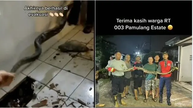 Penemuan Ular Sanca 3 Meter di Bawah Keramik Rumah Warga, Berhasil Dievakuasi