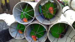 Sejumlah burung Beo Eclectus yang coba diselundupkan dimasukan ke dalam pipa drainase di Labuha, Maluku Utara (16/11). Petugas berhasil menggagalkan penyelundupan ratusan burung eksotis di Maluku Utara. (Handout/Wildlife Conservation Society/AFP)