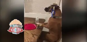 Aksi Anjing Ikutan Mannequin Challenge