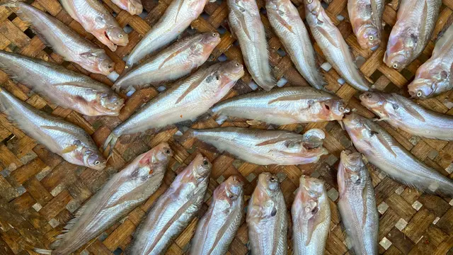 Ilustrasi Ikan Patin/Photo by Tharum Bun on Unsplash