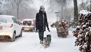 Wanita menuntun anjingnya melewati salju tebal di Aalborg, Denmark, Selasa (27/2). Cuaca dingin di Siberia yang dijuluki "The Beast from the East" membuat suhu di sebagian Eropa menurun. (AFP PHOTO/Scanpix DAN Ritzau SCANPIX/Henning Bagger/Denmark OUT)