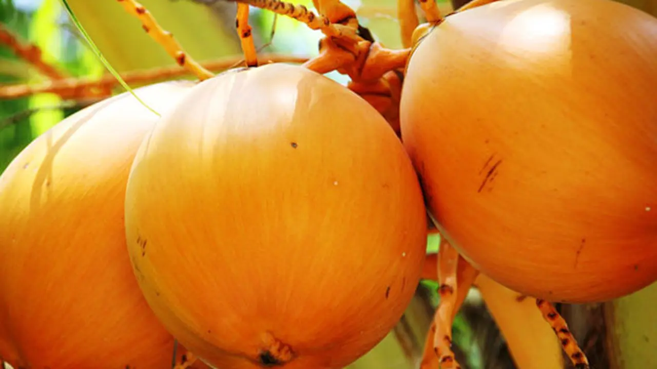 Yang Perkasa, Pecahkan Ratusan Kelapa dalam Hitungan Menit