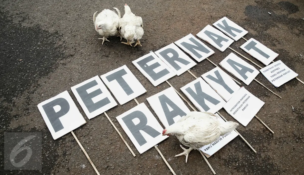 Sejumlah ayam ternak dibawa saat melakukan aksi unjuk rasa di depan Istana Merdeka, Jakarta, (1/3). Dalam aksinya mereka membawa 1 truk ternak ayam untuk menyampaikan rasa kecewa terhadap turunnya Harga Pokok Produksi (HPP). (Liputan6.com/Faizal Fanani) 