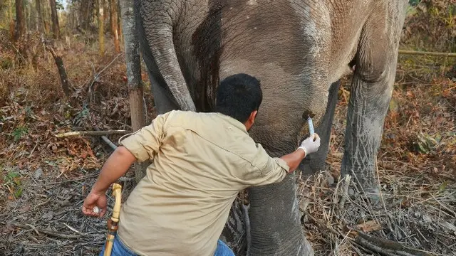 Petugas medis dari BBKSDA Riau mengobati gajah sakit di Kabupaten Bengkalis.