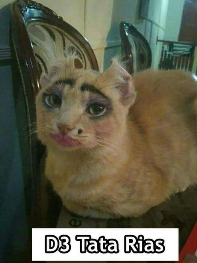 7 Meme Kelakuan Kucing Kalau Jadi Anak Kuliahan Bikin Ngakak