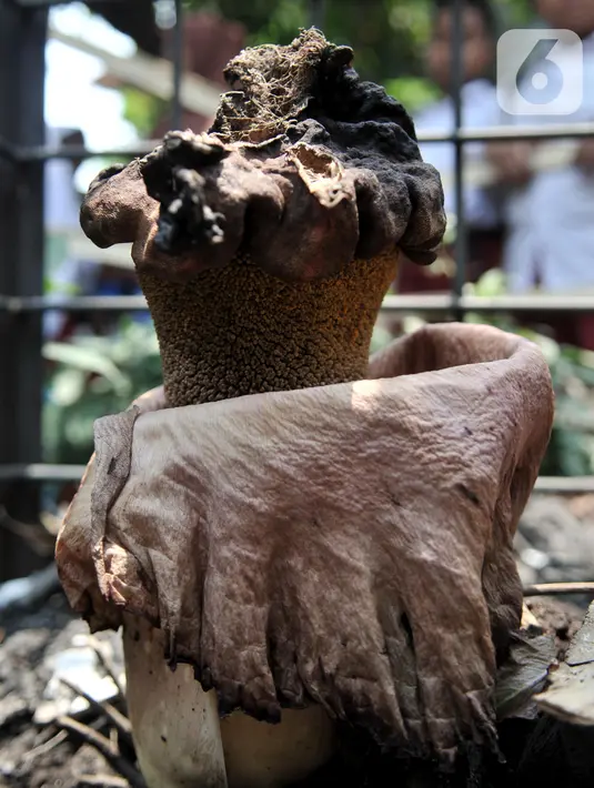 Bunga bangkai jenis Amorphophallus Paeoniifolius tumbuh di halaman SDN Kayuringin Jaya II, Bekasi, Jawa Barat, Selasa (8/10/2019). Bunga bangkai jenis Amorphophallus Paeoniifolius dapat tumbuh hingga mencapai dua meter. (merdeka.com/Iqbal Nugroho)